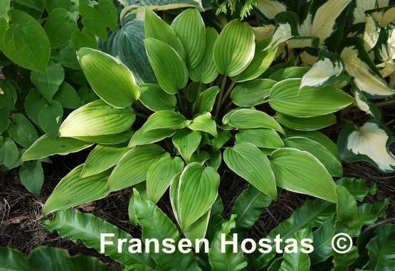 Hosta Red Alert